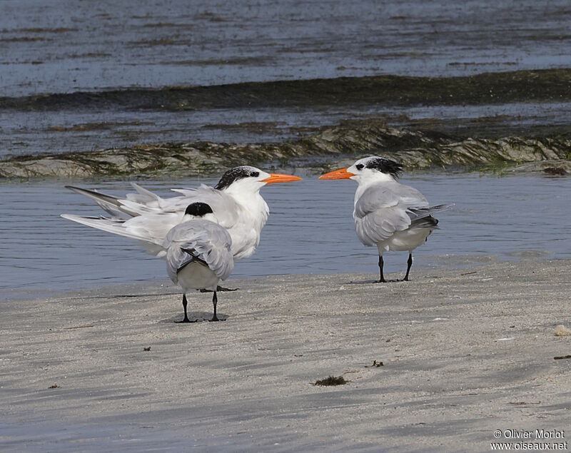 Royal Tern