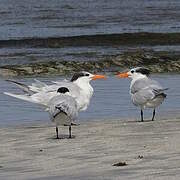 Royal Tern