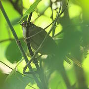 Streak-capped Spinetail