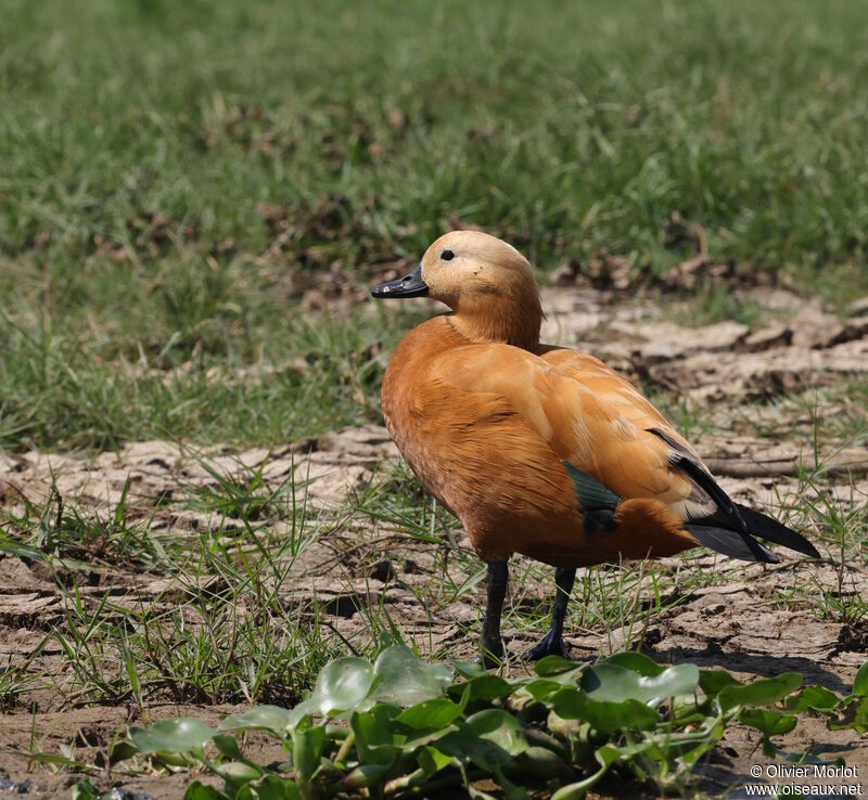 Ruddy Shelduck female