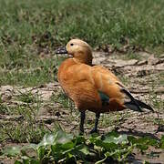 Ruddy Shelduck