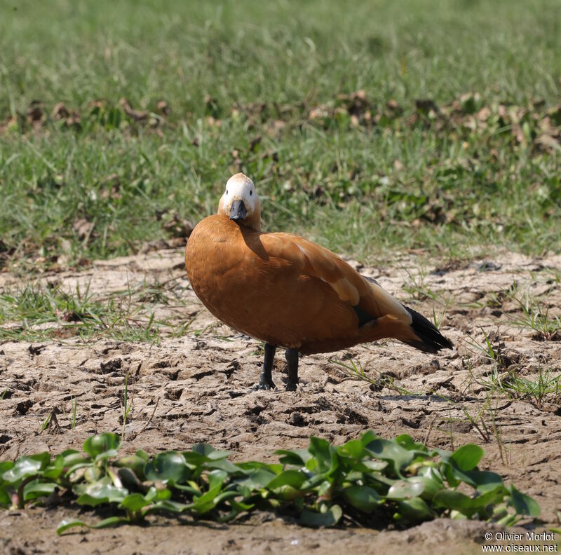 Ruddy Shelduck female