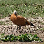 Ruddy Shelduck