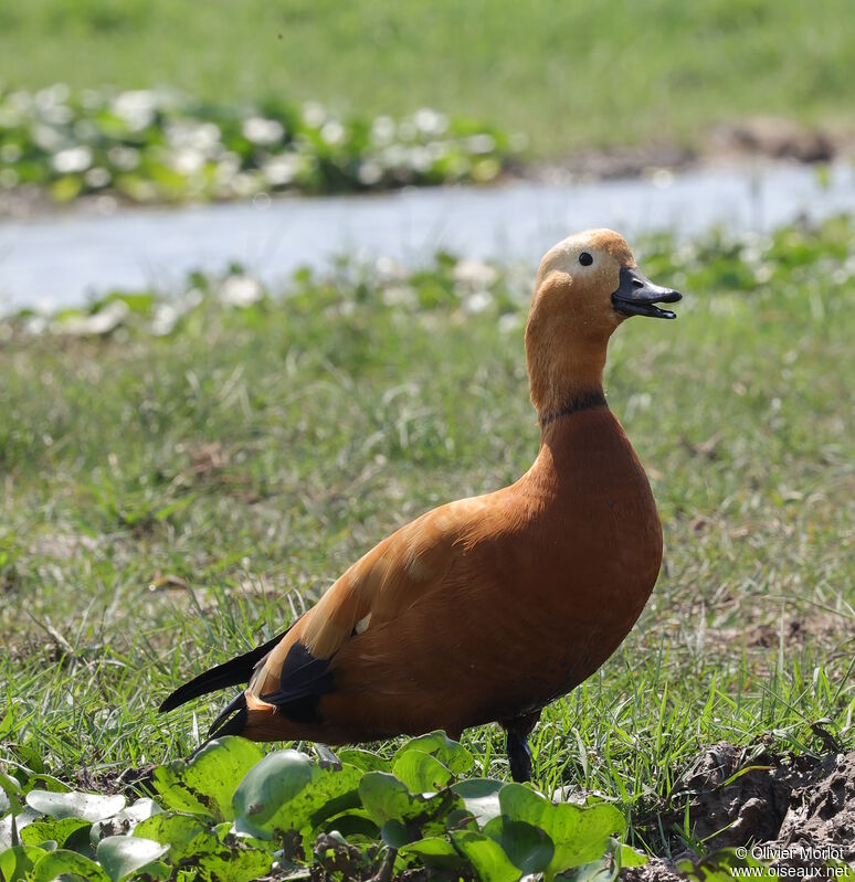 Ruddy Shelduck male