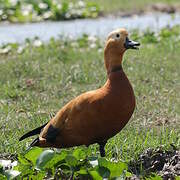 Ruddy Shelduck