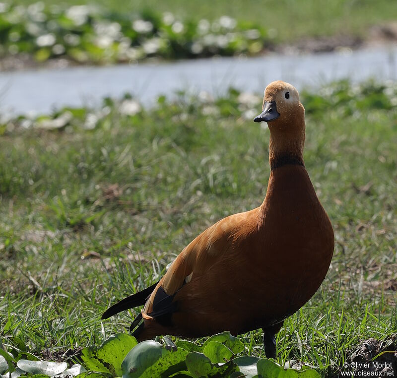 Ruddy Shelduck male