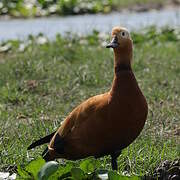 Ruddy Shelduck