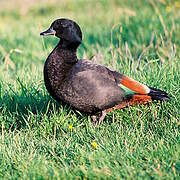 Paradise Shelduck