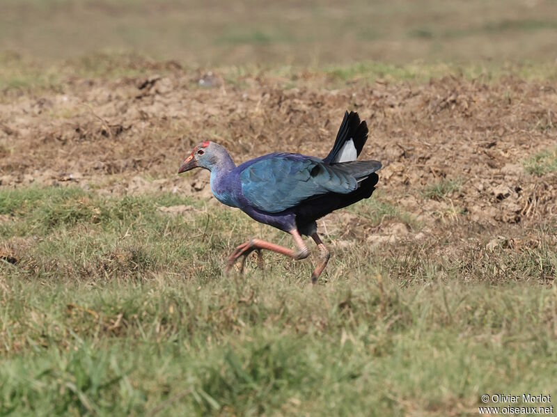 Grey-headed Swamphen