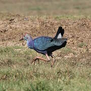 Grey-headed Swamphen