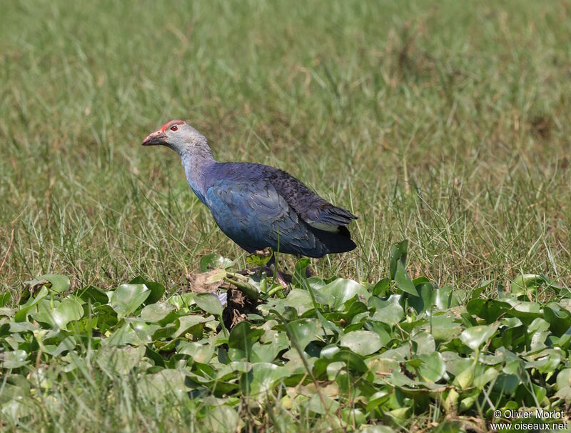 Grey-headed Swamphen