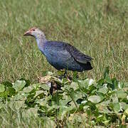 Grey-headed Swamphen