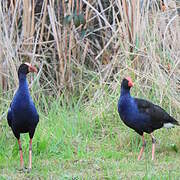 Australasian Swamphen