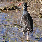 Australasian Swamphen