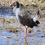 Australasian Swamphen