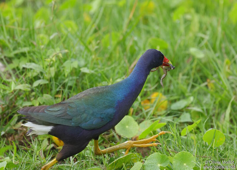 Purple Gallinule