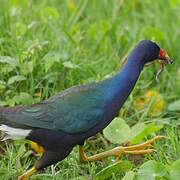 Purple Gallinule