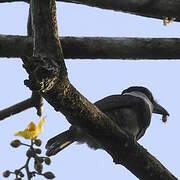 White-necked Puffbird