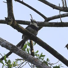 Tamatia à front blanc