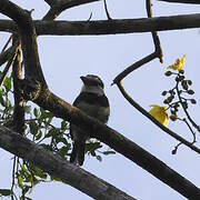 White-necked Puffbird