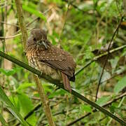 White-whiskered Puffbird