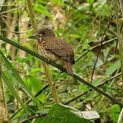 White-whiskered Puffbird