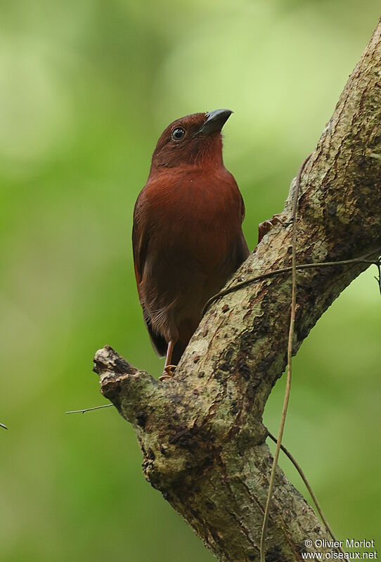 Tangara à couronne rouge mâle