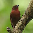 Tangara à couronne rouge