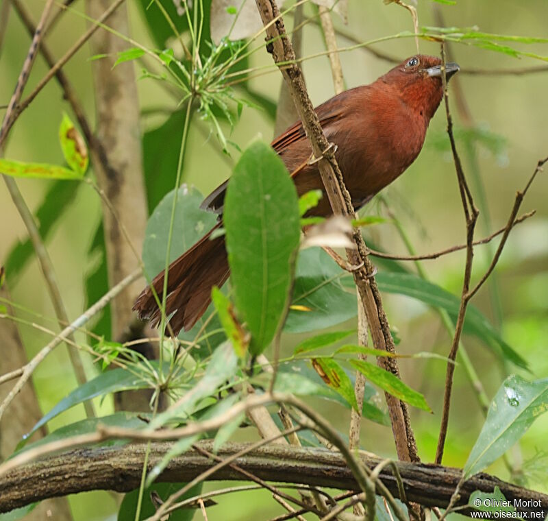 Red-crowned Ant Tanager male