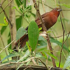 Tangara à couronne rouge