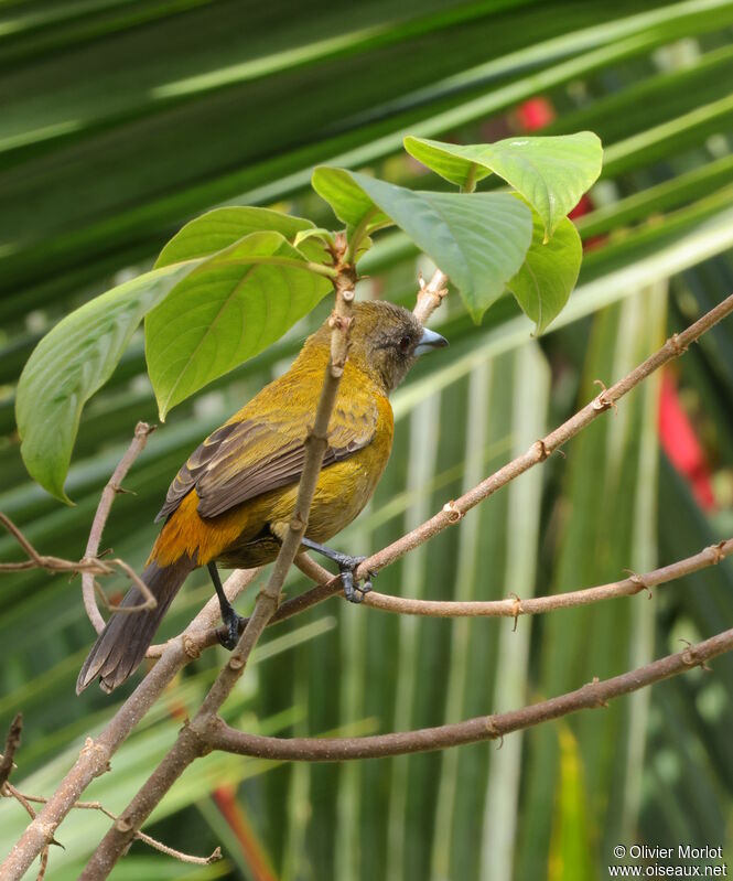 Scarlet-rumped Tanager female