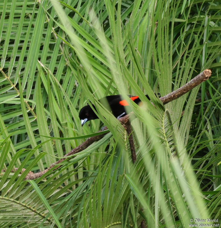 Scarlet-rumped Tanager