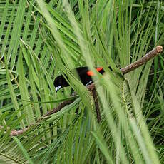 Tangara à croupion rouge