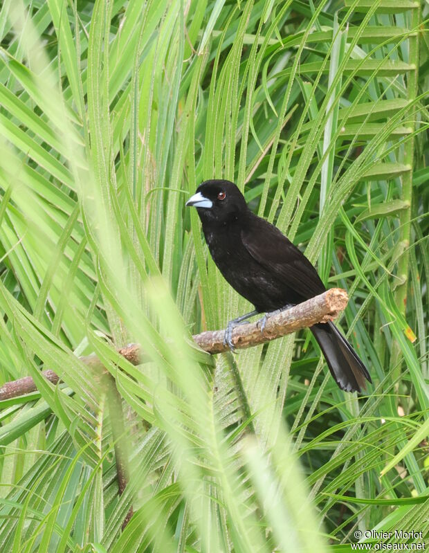 Scarlet-rumped Tanager male