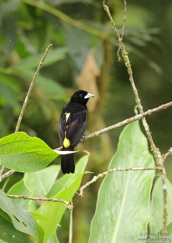 Lemon-rumped Tanager male