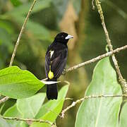 Lemon-rumped Tanager