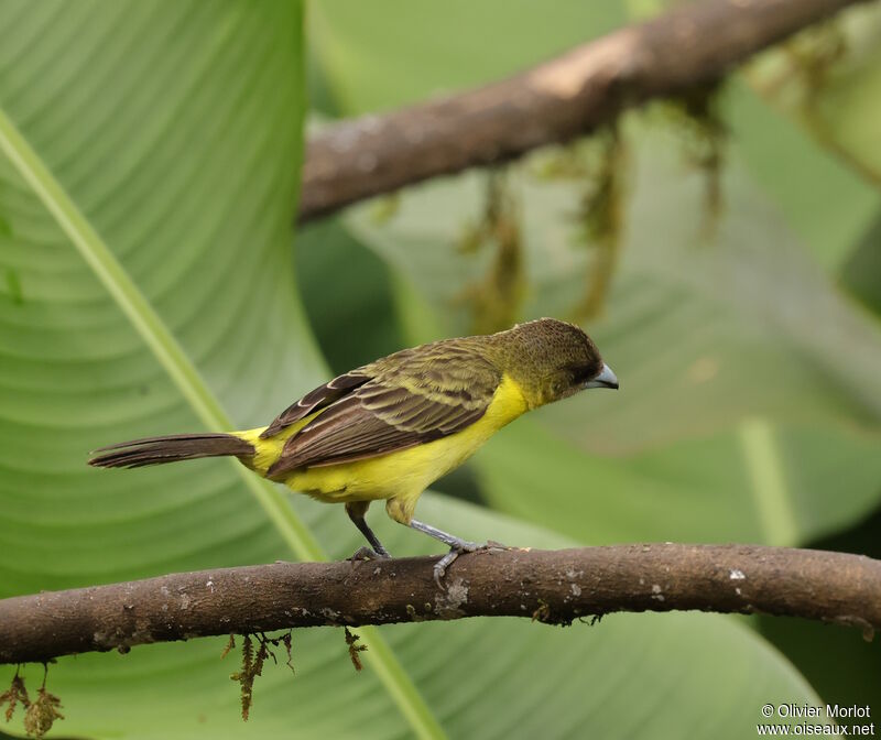 Lemon-rumped Tanager female