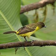 Lemon-rumped Tanager