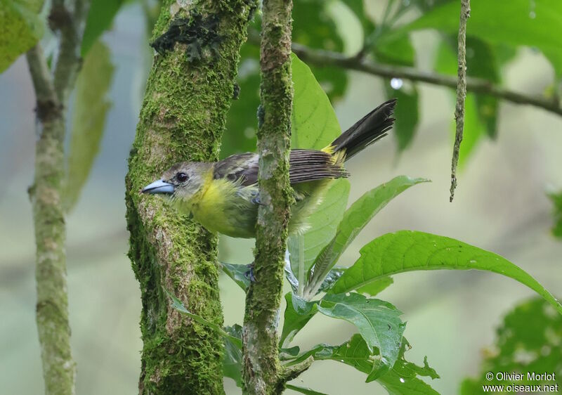 Lemon-rumped Tanager