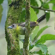 Lemon-rumped Tanager