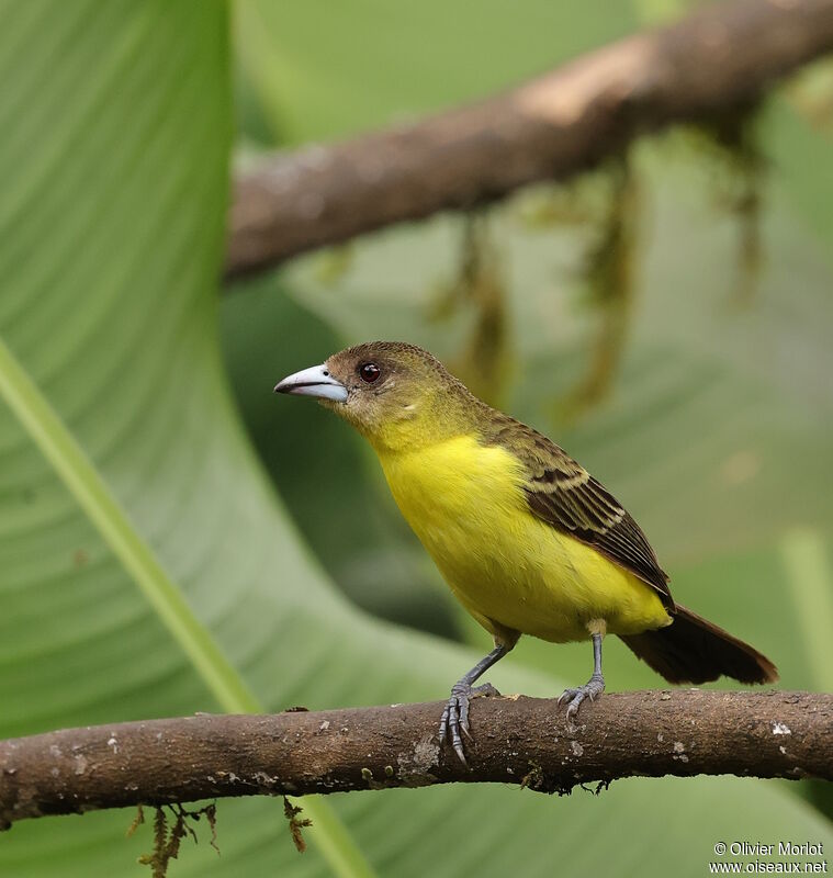 Lemon-rumped Tanager