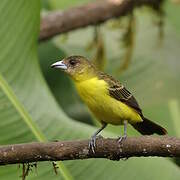 Lemon-rumped Tanager