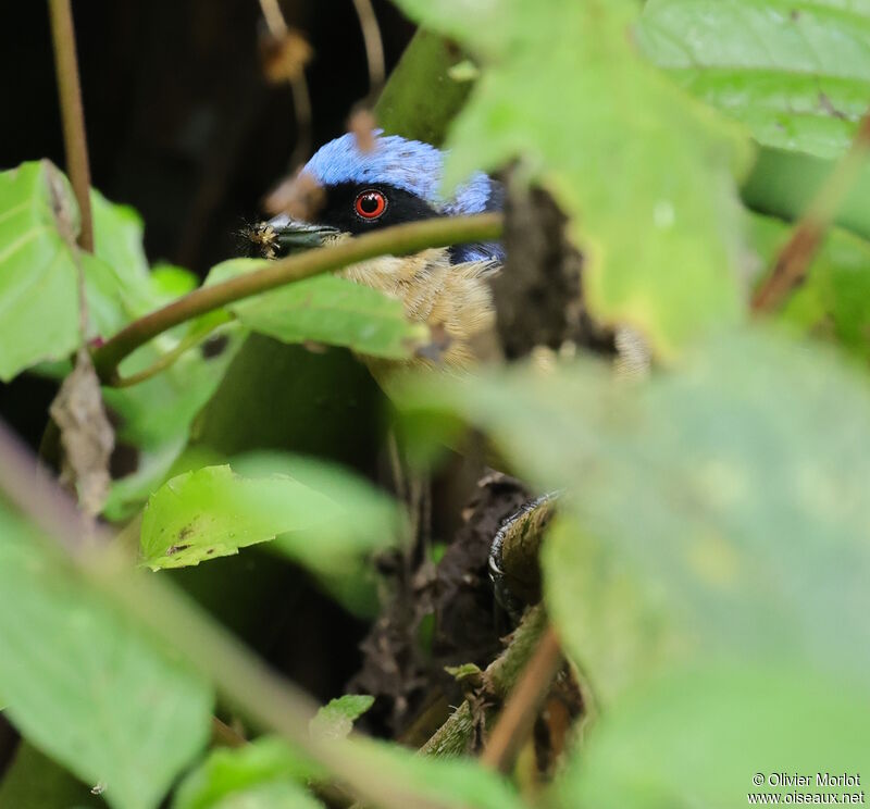 Fawn-breasted Tanager