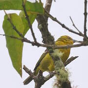 Flame-colored Tanager