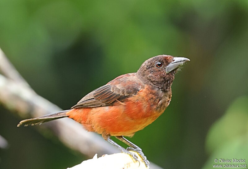 Tangara à dos rouge