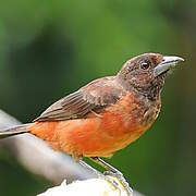 Crimson-backed Tanager