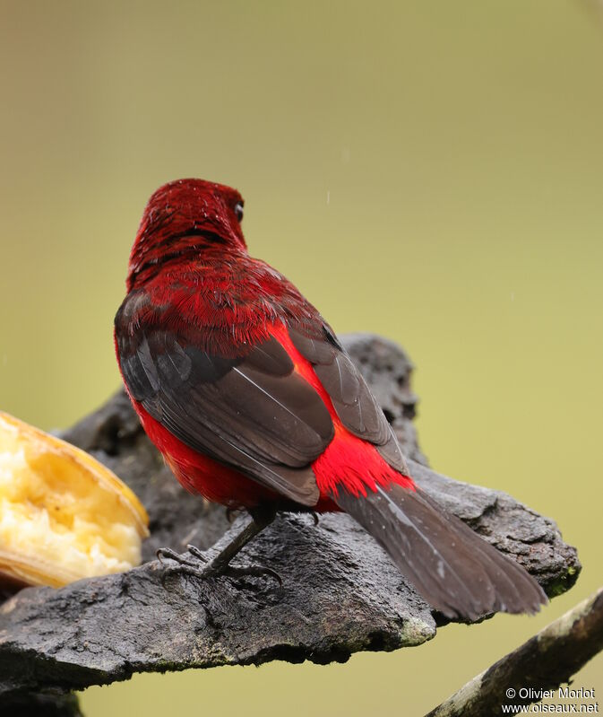 Tangara à dos rouge