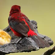 Crimson-backed Tanager