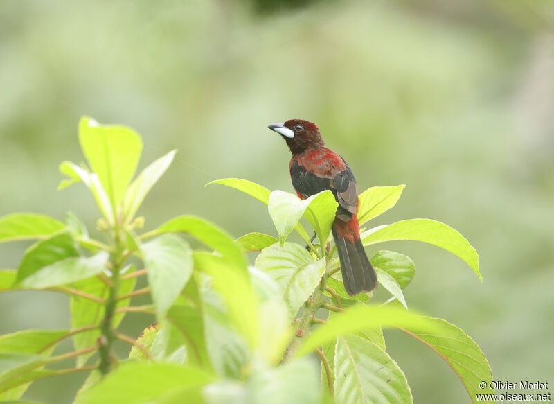 Tangara à dos rouge