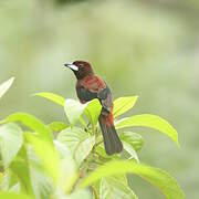 Crimson-backed Tanager